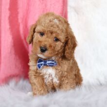 Bichonpoo Puppy Oscar