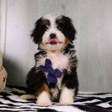 Bernedoodle Puppy Dusten
