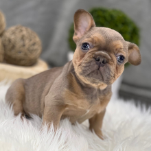 French Bulldog Puppy Ladybug