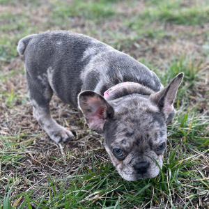 French Bulldog Puppy Khaleesi