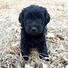 Labradoodle Puppy Heidi