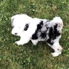 Labradoodle Puppy oreo