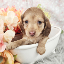 Dachshund Puppy Pearl