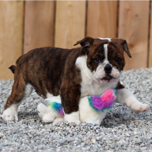 Victorian Bulldog Puppy Jewel