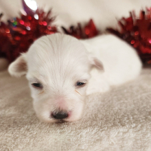Maltese Puppy Lexie