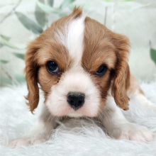 Cavalier King Charles Spaniel Puppy Herb