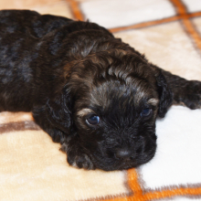 Cockapoo Puppy Caleb
