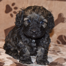 Cockapoo Puppy Caleb