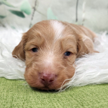 Dachshund Puppy Newman