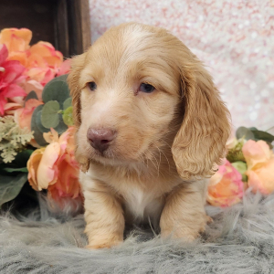 Dachshund Puppy Newman