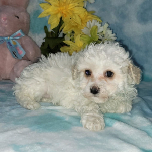Bichon Frise Puppy Bella