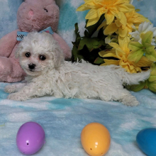 Bichon Frise Puppy Bella