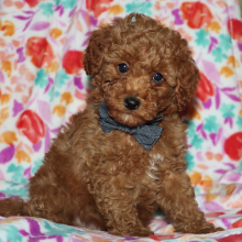 Puppy