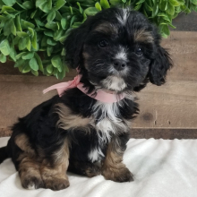 Puppy