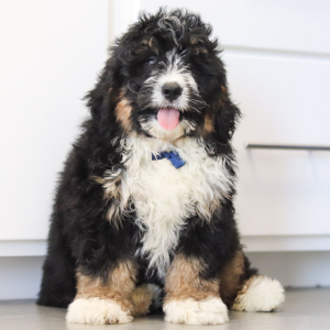Bernedoodle Puppy Walker