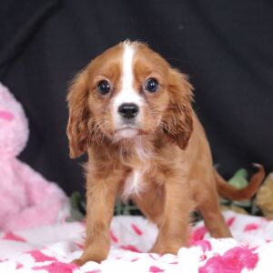 Cavalier King Charles Spaniel Puppy Liam