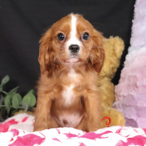 Cavalier King Charles Spaniel Puppy Liam