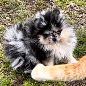 Pomeranian Puppy Gage
