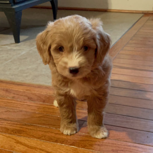 Goldendoodle Puppy Gwen
