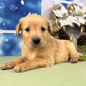 Golden Retriever Puppy Zack