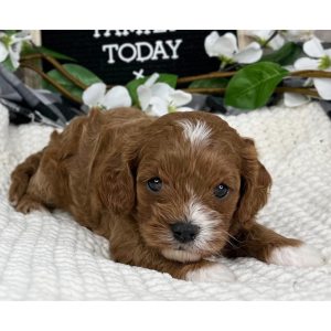 Cavapoo Puppy Brooklyn