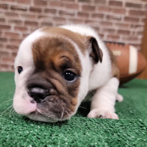 Bulldog Puppy Ceasar