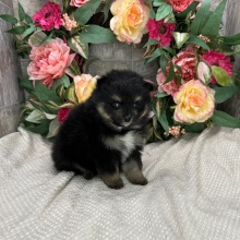 Pomsky Puppy Mack
