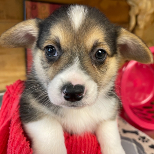 Pembroke Welsh Corgi Puppy Peter
