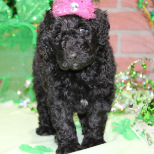 Poodle Puppy Saran
