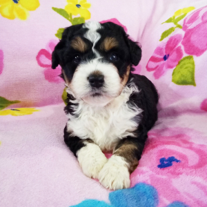 Bernedoodle Puppy Presley