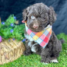 Portuguese Water Dog Puppy Champ