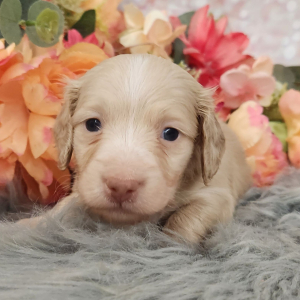 Dachshund Puppy Tupper