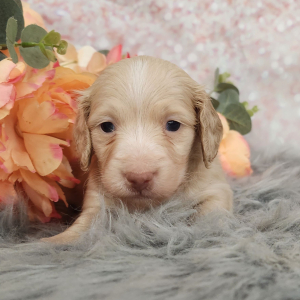 Dachshund Puppy Tupper