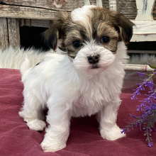Puppy