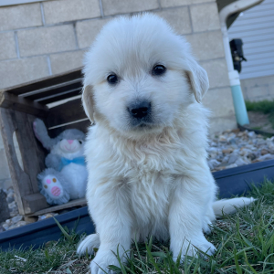 Golden Retriever Puppy Lane