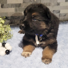 German Shepherd Dog Puppy Loyd