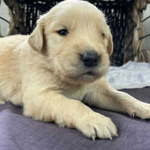 Golden Retriever Puppy Darvin