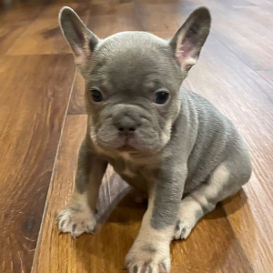 French Bulldog Puppy Harvey