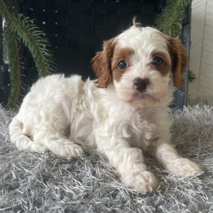 Cavapoo Puppy Becky