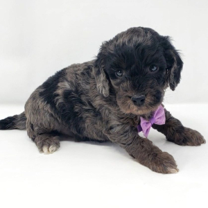 Goldendoodle Puppy Aden