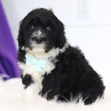 Portuguese Water Dog Puppy Clint