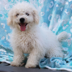 Bichon Frise Puppy Callie