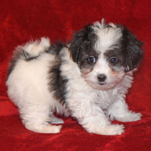 Maltipoo Puppy Marcia