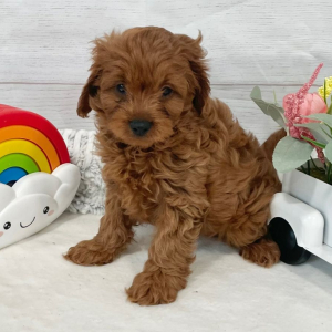 Cavapoo Puppy Amalia