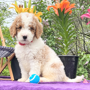 Goldendoodle Puppy Mr. Sunshine