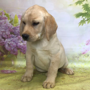 Labrador Retriever Puppy Semmy