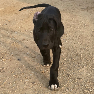 Great Dane Puppy Sasha