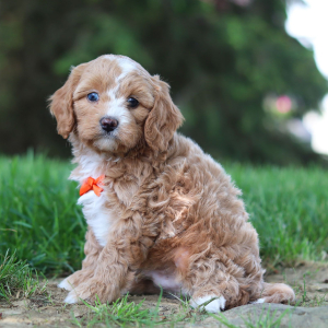 Cavapoo Puppy Farley