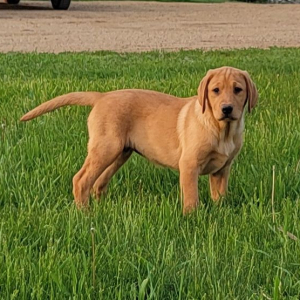 Labrador Retriever Puppy Janis