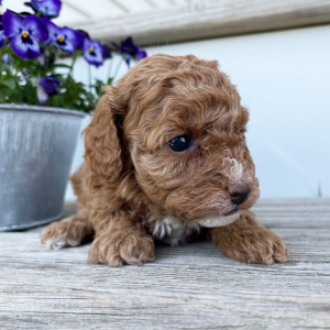 Poodle Puppy Wonda